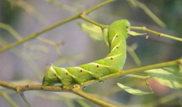 山海大虫子爆料视频,神秘生物背后的奇幻世界