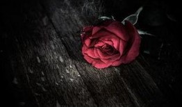 带刺的玫瑰在线观看,揭秘网络直播背后的情感纠葛